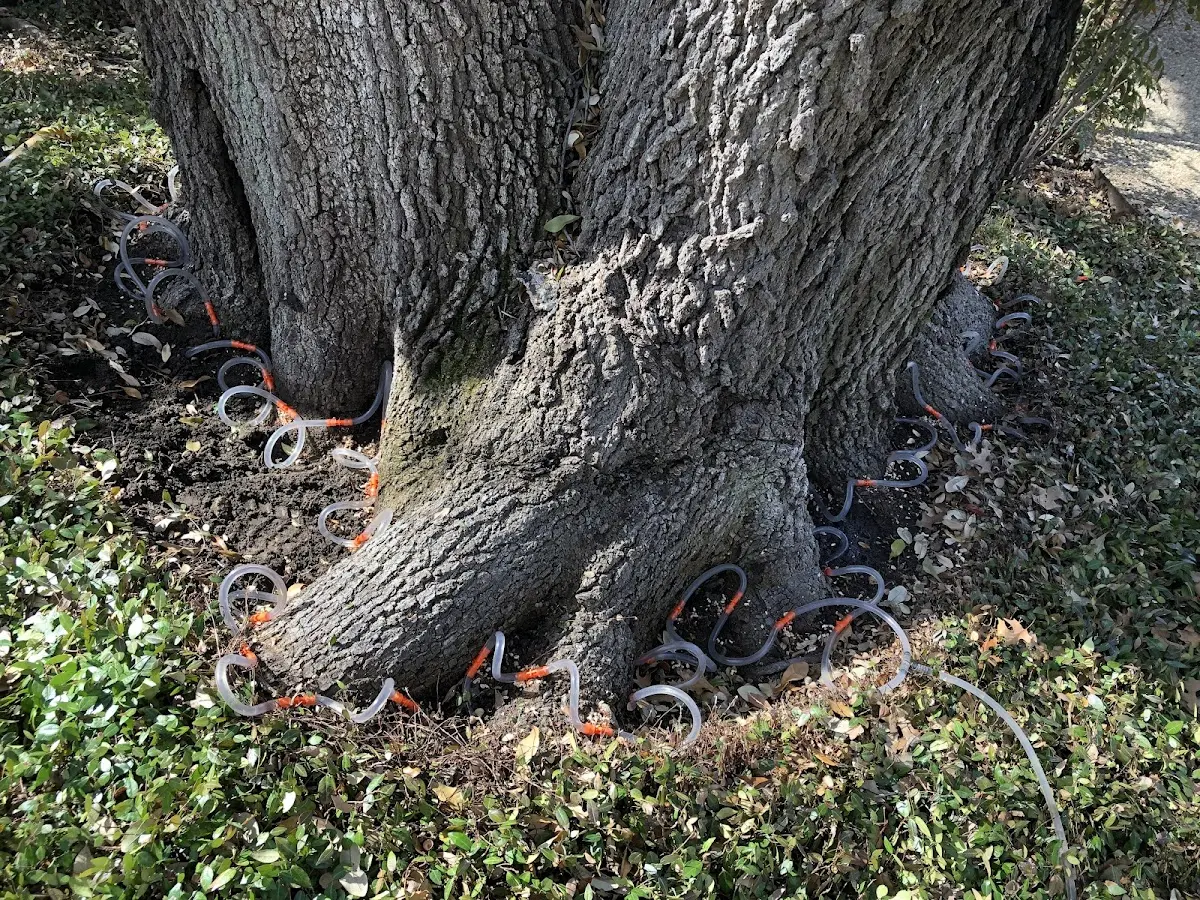 Detailed Tree Cabling and Bracing job site in West Halifax